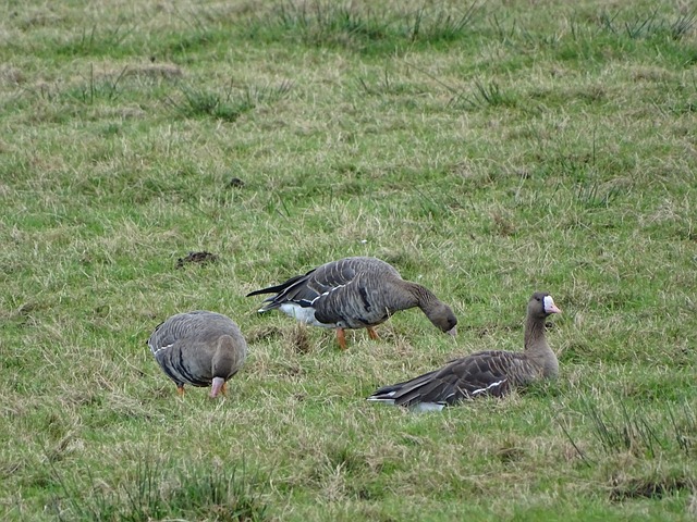 心球員的體 心球員的體